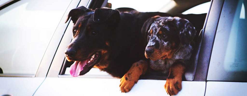 Fotografija prikazuje prevoz psa v avtu.